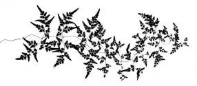 Feather Vine