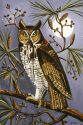 Great Horned Owl I
