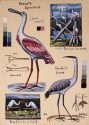 Roseate Spoonbill and Ibis
