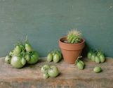 David Halliday - Green Tomatoes