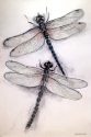 Drangonflies in Love