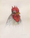 Grey Rooster with Red Head