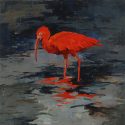 Scarlet Ibis Contemplating the Origins of the Universe