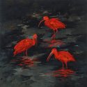 Three Scarlet Ibis