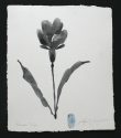 Shadow Tulip