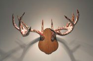 Antlers with Car Hood